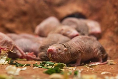 裸鼹鼠 长得丑，活得久，从没被发现癌症的动物，有望帮人类终结癌症