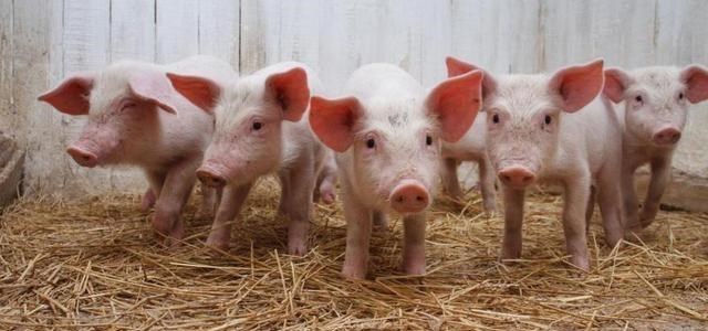 山西省 损失200万！山西一养猪场800头猪被淹仅2头存活 为何猪会被淹死？