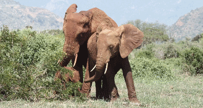 大象 触目惊心，不忍直视！9.3分顶流刷屏，对不起我夸不下嘴…