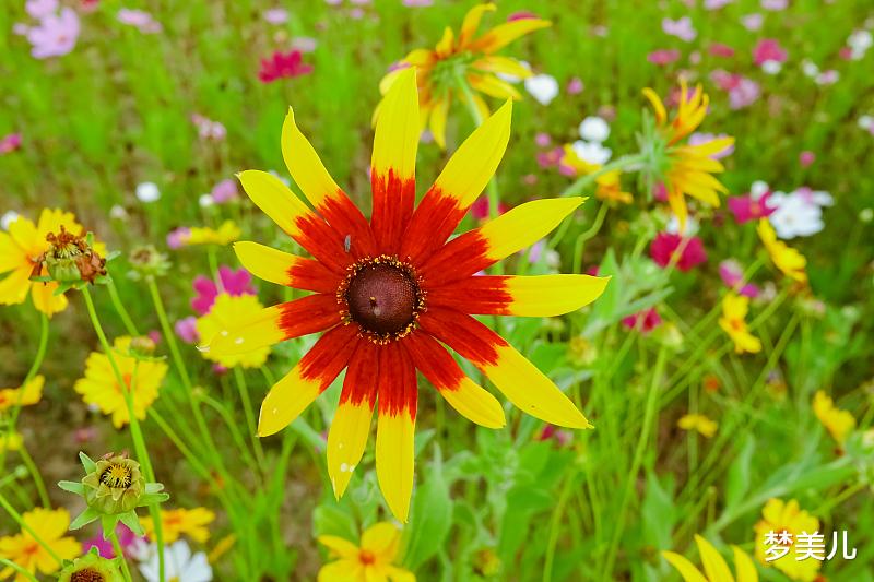梦美儿|别背叛婚姻，殃及儿女