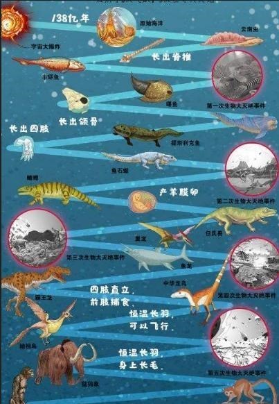 无敌原始人 “一夫一妻”还是“一夫多妻”好？新研究：前者或会导致动物灭绝