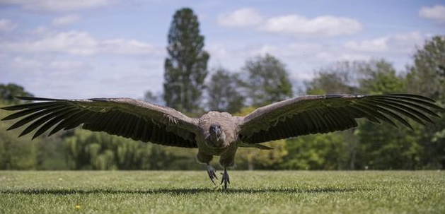 蓝藻 现代科技能培育出能载人的鸟类吗