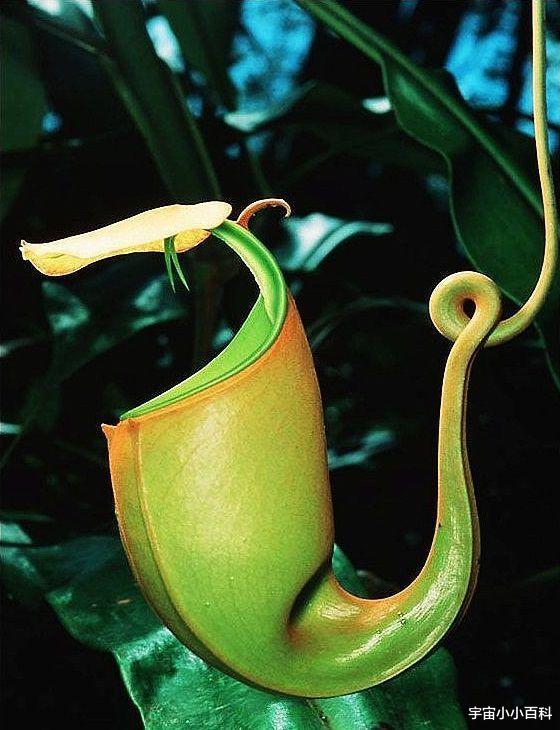 昆虫 自然界中那些食虫的植物，它们为什么会有“吃肉”的习惯？