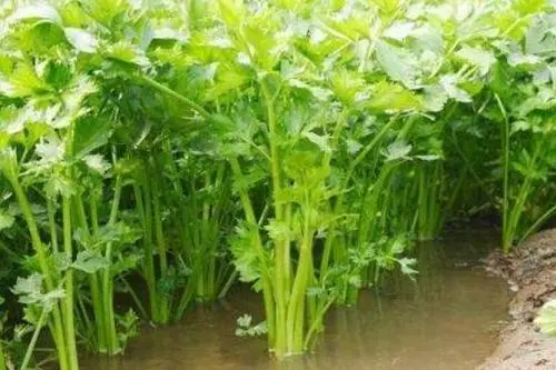 这6种蔬菜,或比“槟榔”还伤身,尽快列入黑名单