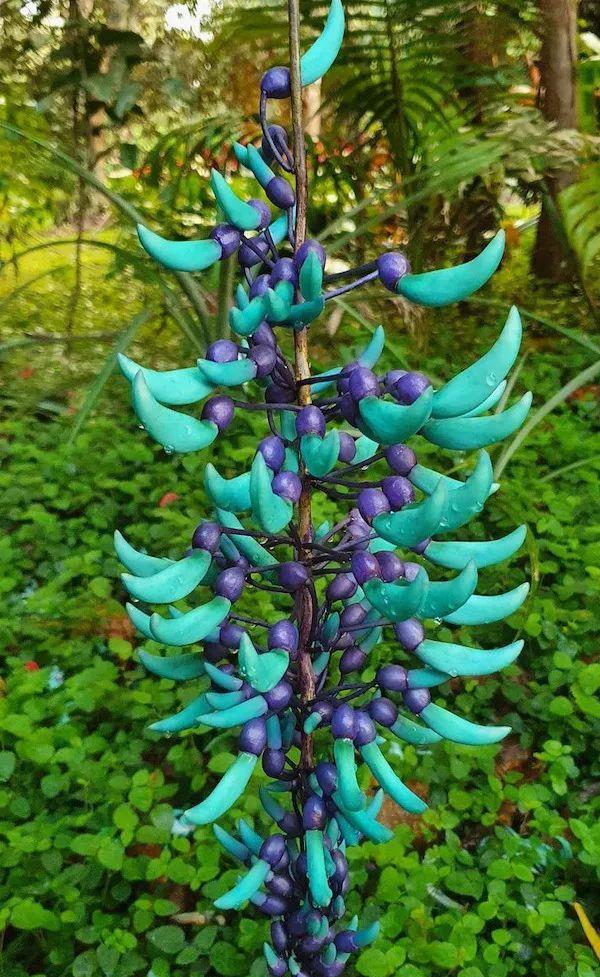 中科院|15个不可思议的奇怪生物，最后那个到底是鳄鱼还是河马？