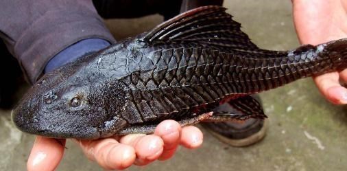 |僵尸鱼？此鱼无头却还活着，网友：入侵物种太可怕了