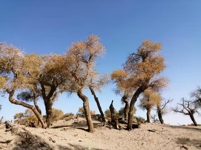 河南|滞留内蒙古的河南旅行团已启程返回！游客：隔离期间当地政府大力支持，日常跳舞、玩手游、“切磋”文学等