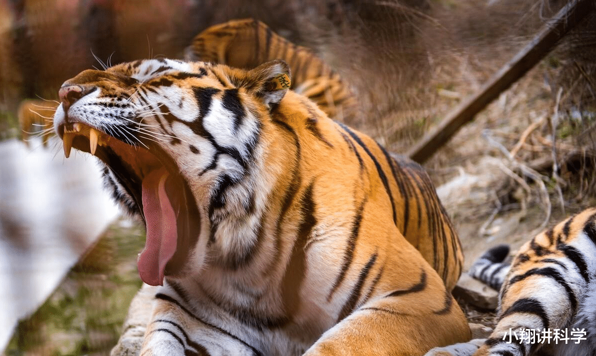 高定 东北虎能战胜科迪亚克棕熊吗？看下和乌苏里棕熊的对决，就能明白