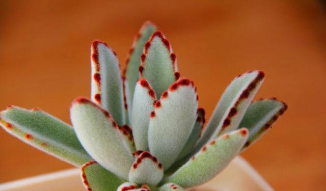 园艺印象|多肉兔耳系列个个高颜值，尤其月兔耳最惹人喜爱