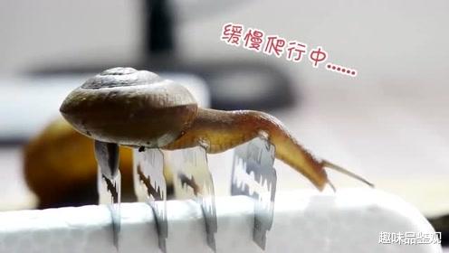 潘建伟 蜗牛遇到盐真的会化成水吗？盐是如何消灭蜗牛的？