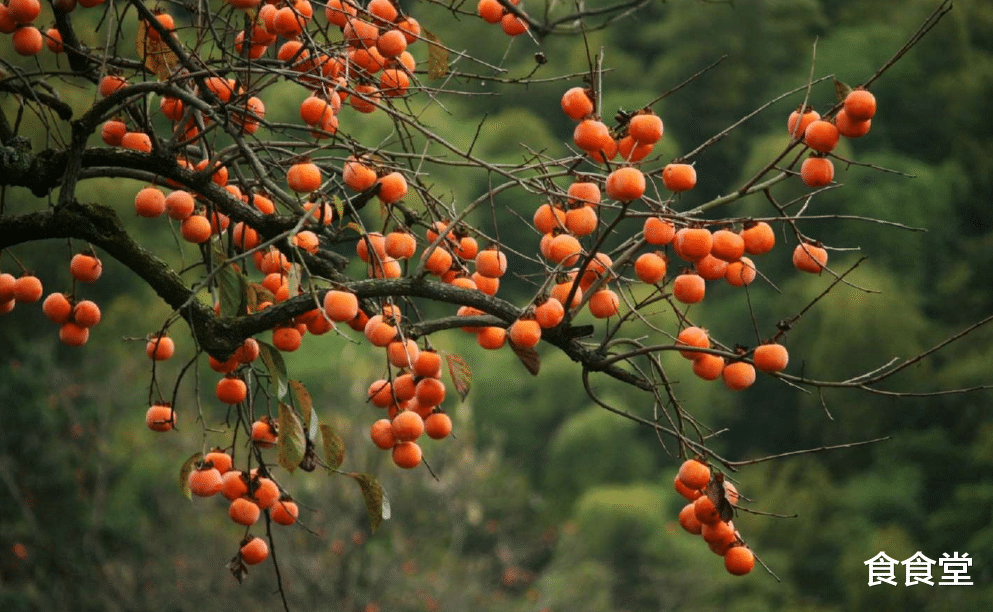 柿子饼好吃，但不能“乱吃”，不然后悔都来不及