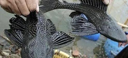 |这几种鱼是最成功的入侵鱼类，遇水则活，钓到尽量别放生
