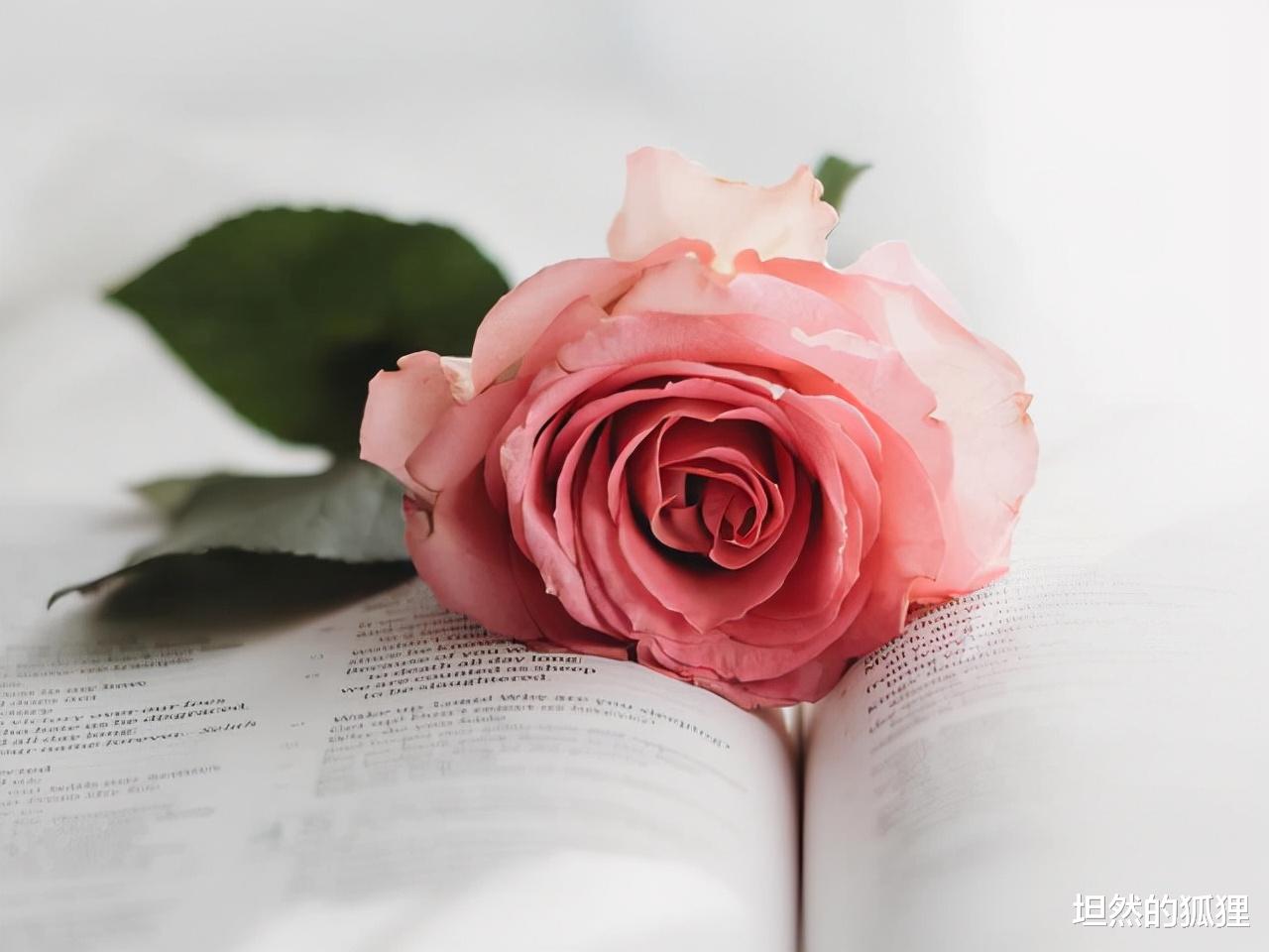 坦然的狐狸|往往，男人眼里“懂他”的女人，做好了这些修炼