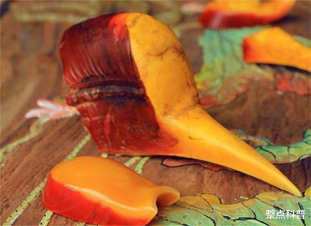 脑袋被人类盯上的鸟，头骨比象牙贵3倍，活着被取骨后只能等死