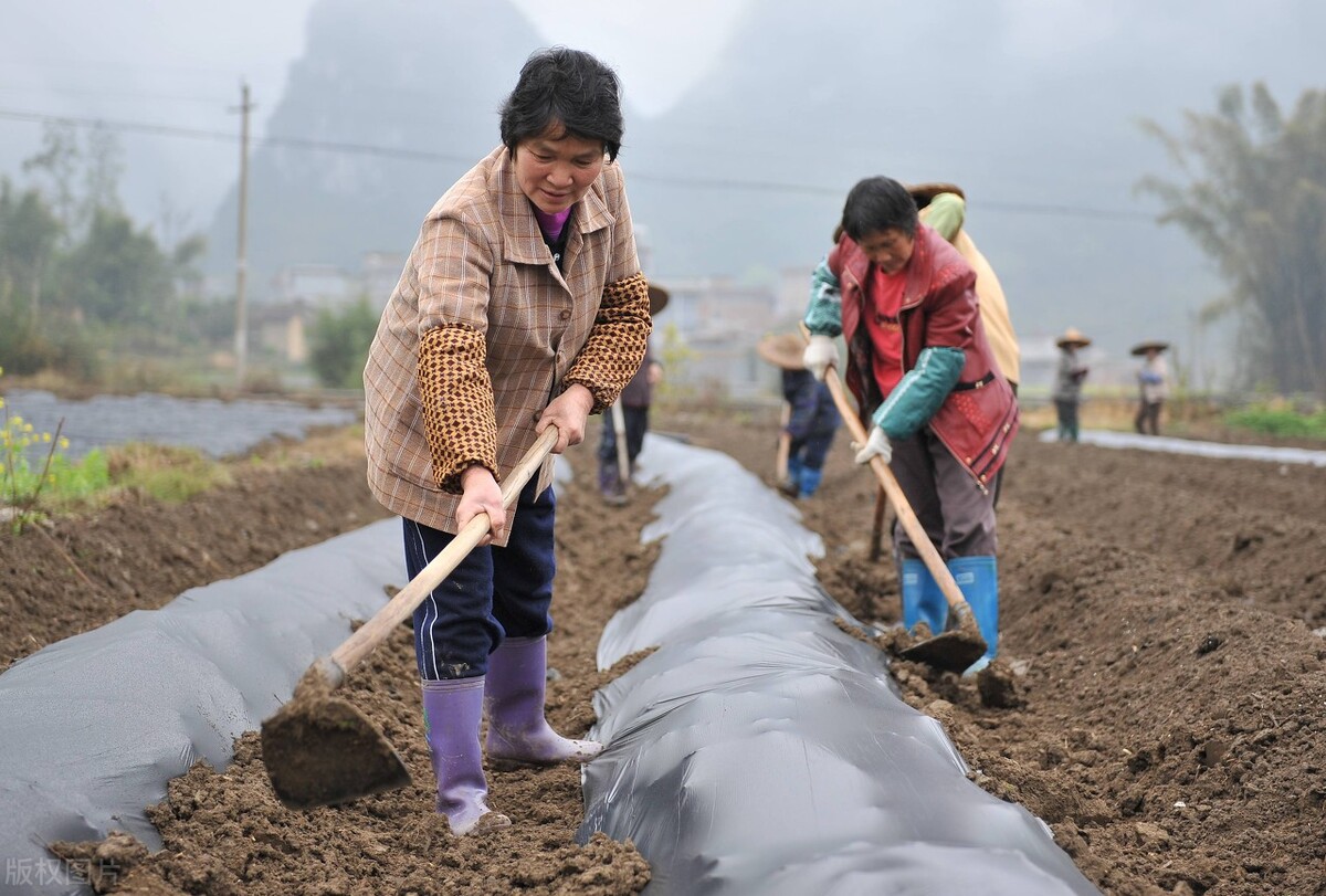 村长晓佳一 50元一天的“农活”排队竞聘！“土地流转”后，老农去哪打工？