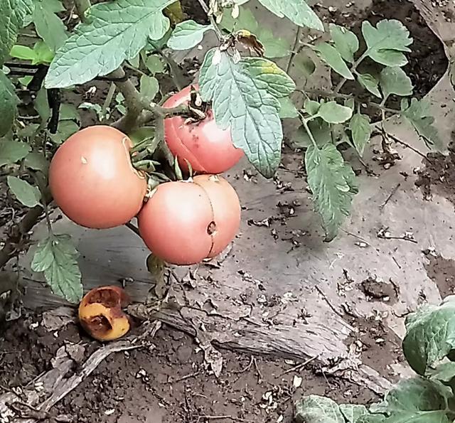 牛继婷育儿|谁偷走了西红柿的美味?