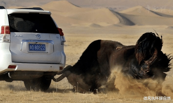微风执杯聊自然|牦牛有野生的吗?能斗狼熊,求偶竞争激烈,失败者诱拐家牦牛野化