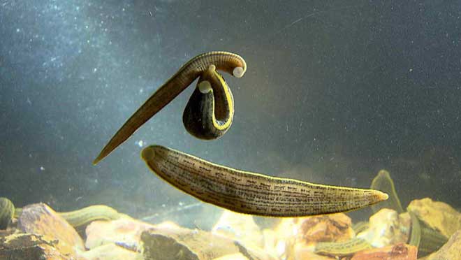 胃酸 听说不小心把蚂蟥吃进肚子里，它会在肚子里繁衍后代，是真的吗？