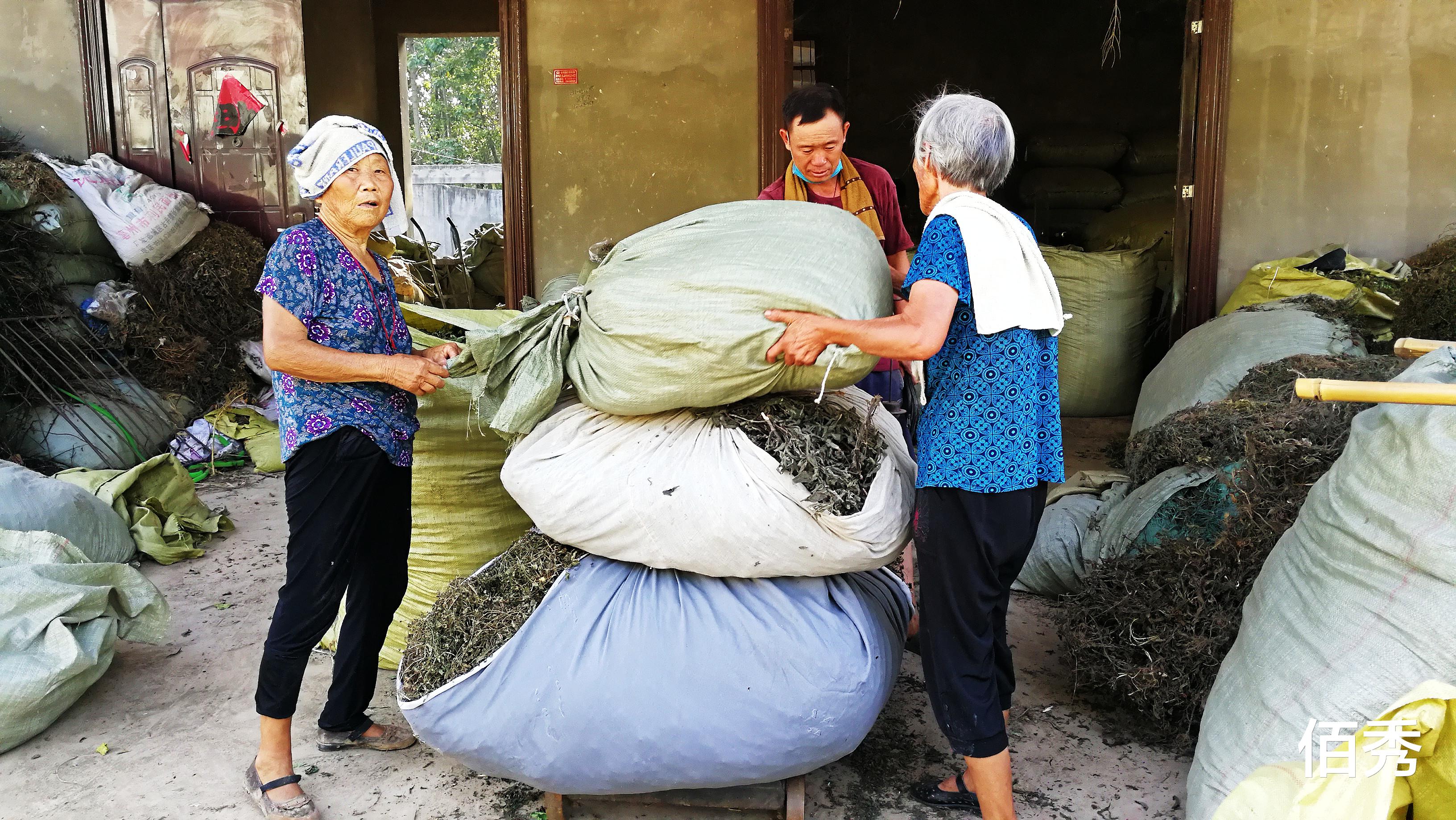 佰秀 40岁农民不能外出打工，在农村做什么，投入1万元，每天收入300元