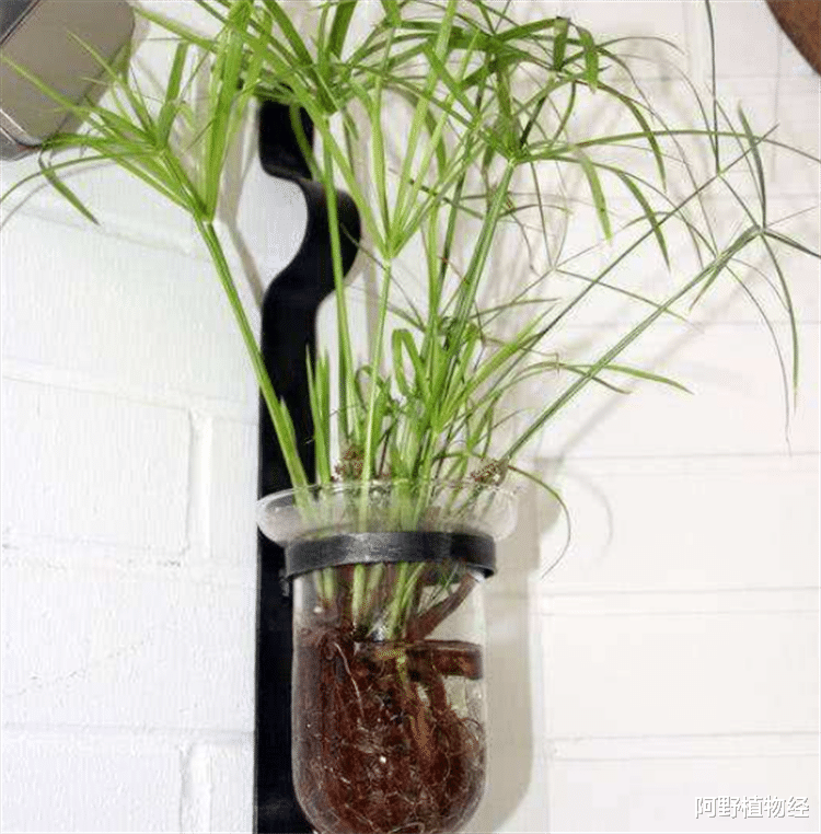 室内适合用水养的18种植物,不用土栽更洁净,方便打理又美观