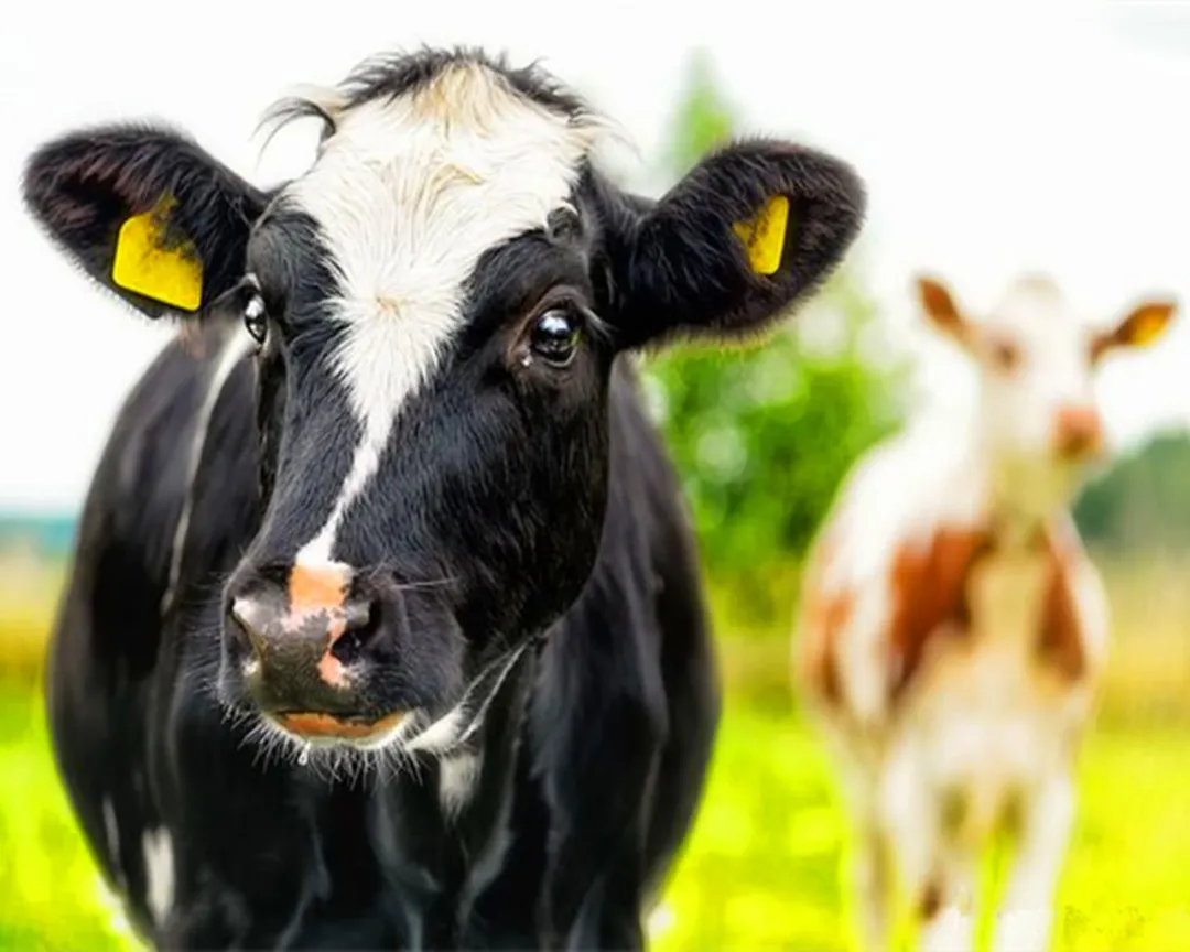 玄风八字运势|8月20日 星期五 七月十三 吉利的属相有哪些？