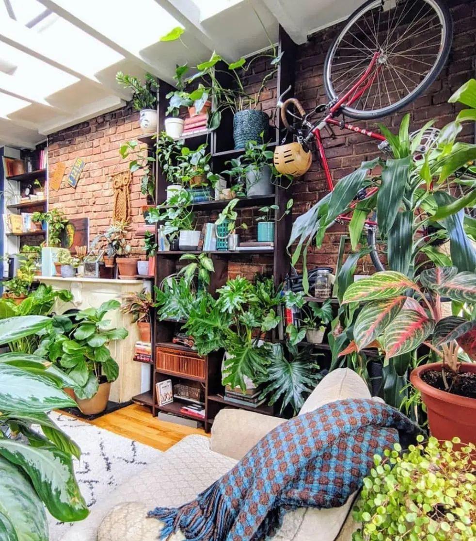 种上阳台|装饰家居摄人心魄的8款大型室内观叶植物，一摆立现“宜家风”！