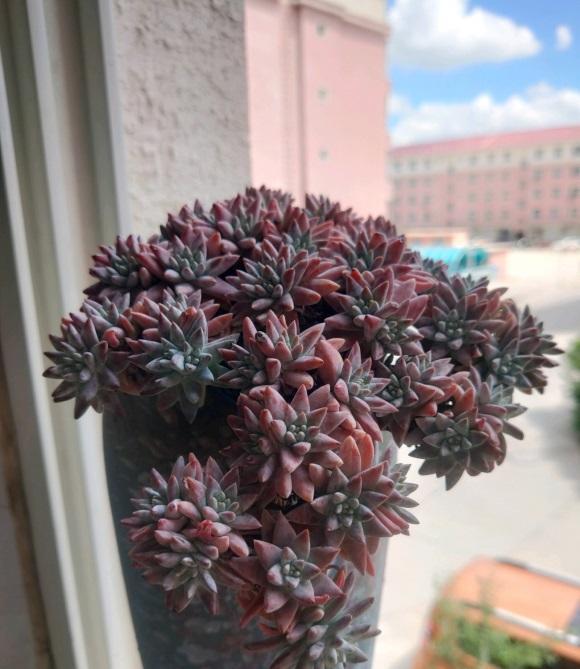 向阳园艺|养好多肉不容易，花土，光照缺一不可，不晒根本不出状态！