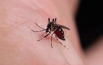 细猫探奇闻|为什么晚上一关灯蚊子就找上你,直接把你吵的睡不着,你知道吗