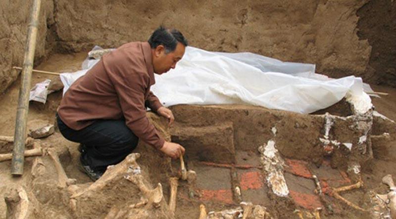 耐受性 秦始皇祖母墓出土奇怪生物头骨，专家百思不解，外国专家指出原因