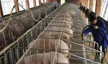 身份证|不爱大厂爱养猪？985高才生的选择令人“意外”，原因值得深思