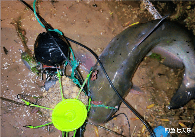 |违规钓具！“可视锚鱼、爆炸钩、串钩”上榜，别再用了