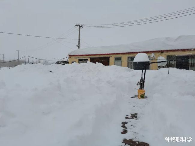 极端大暴雪袭击东北!农村猪牛被冻死,野猪和东北虎会被冻死吗?