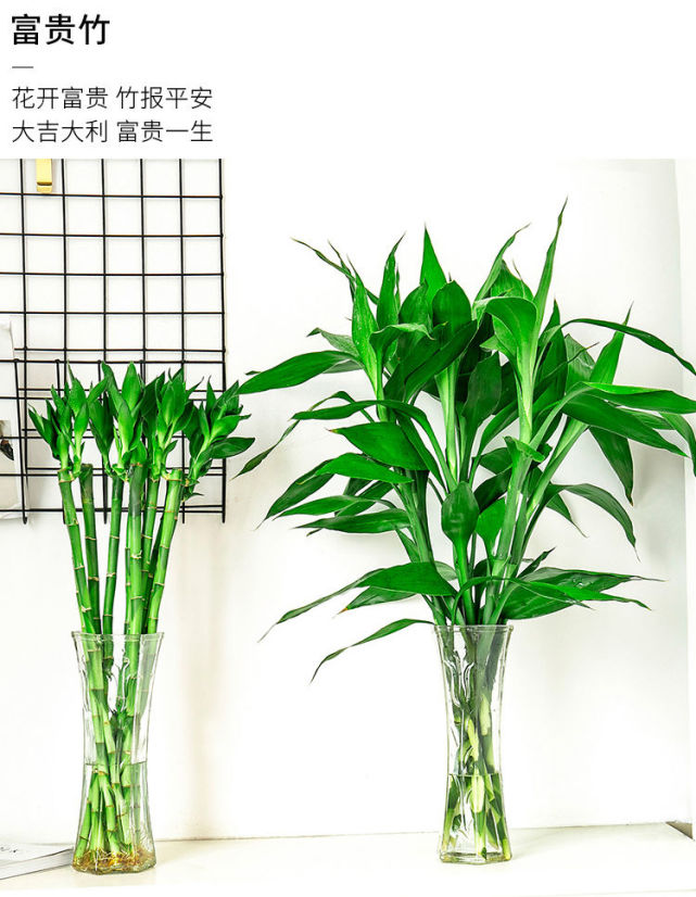 购房置业|富贵竹究竟摆放在什么方位好呢