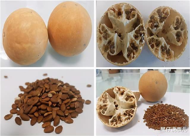 科学家 沙漠里遍地是“西瓜”为何无人敢吃？