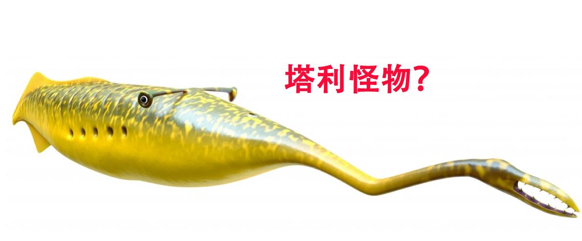 化石 拥有超过1200块化石的“塔利怪物”,凭什么困扰了科学界60多年?