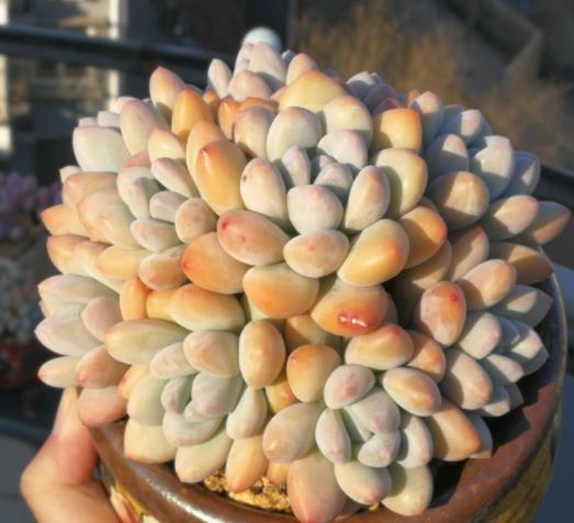 植萌|多肉香水，从单株到爆盆，做好6点，不用担心不爆盆
