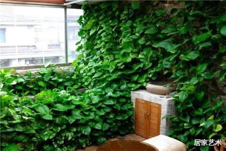 这些绿植放厨房可吸收油烟净化空气，呵护家人健康一定要养几盆！