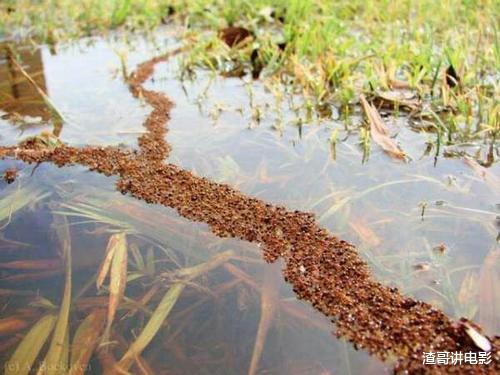 蚂蚁智慧有多牛?不搬食物搬树叶,自己回家“种蘑菇”!细极思恐