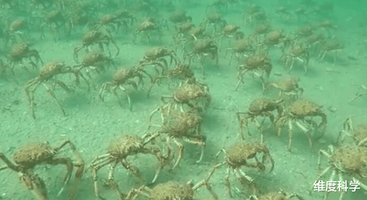 蜘蛛 海里的“超级大蜘蛛”！腿比人的长，俗称“杀人蟹”