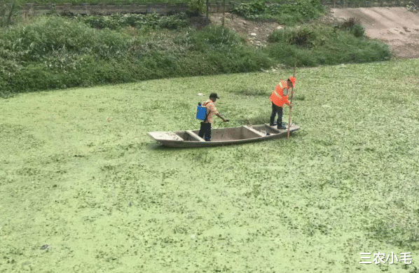 花生|比水葫芦可怕,被吃掉拉出来还能继续生长,水花生真一无是处吗?