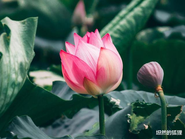 坦然的狐狸|佛说，人这一生，皆为注定