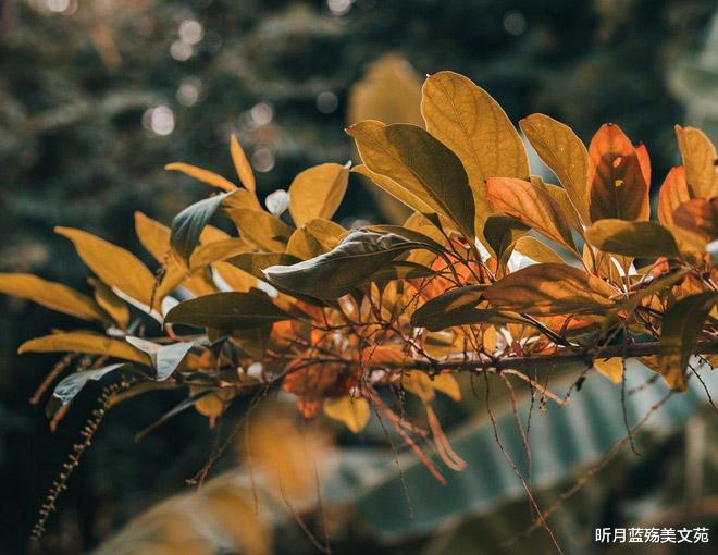 昕月蓝殇美文苑|今生爱上了你，有你一个就足够