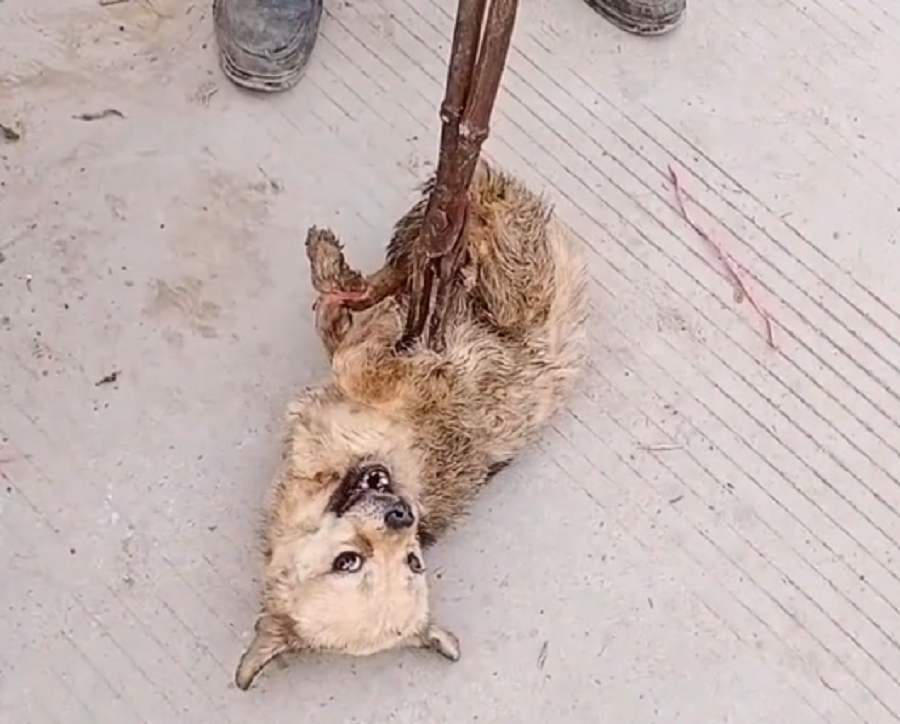 一车宠物狗险进狗肉馆,看着被夹着拖行的小狗小伙不忍,狗贩:已经剥了两只了