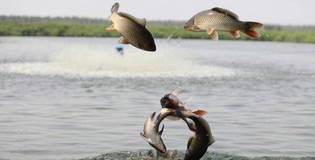 饵料|钓鱼小药的秘密，你还在乱加小药吗？怪不得你钓不到鱼