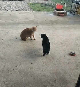 |那些年美容失败的狗狗，丑到不敢认！像极了剪发前和剪发后的你？