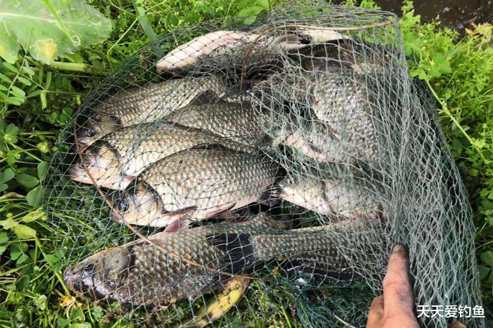扬州|春季钓鱼有绝招：春季如何钓更多的鱼？看看这些谚语就知道！