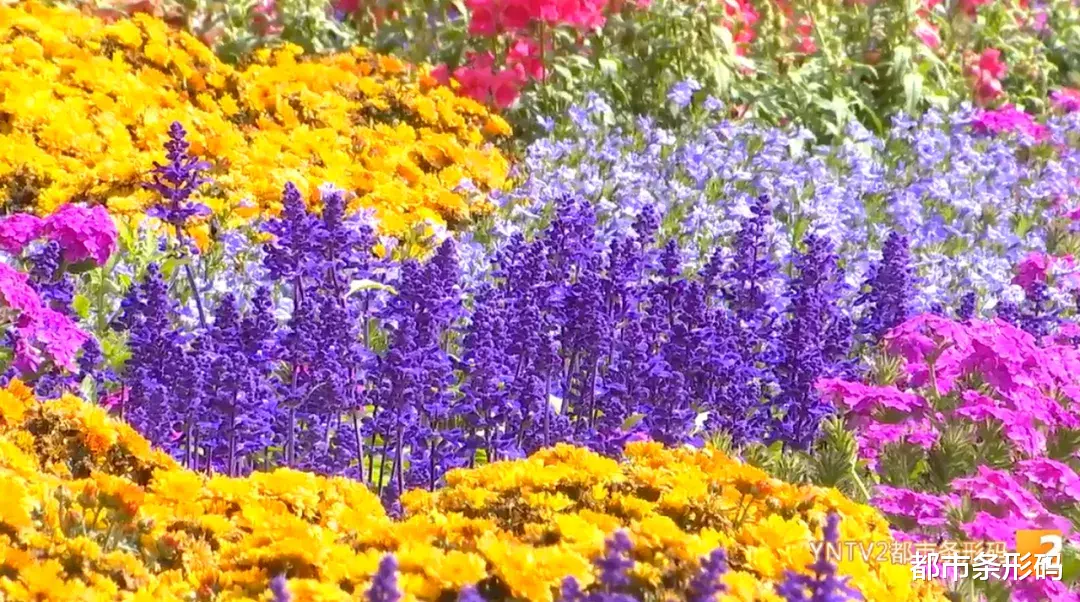 安徽 惊艳！长达50米3D花墙横空出世，就在昆明