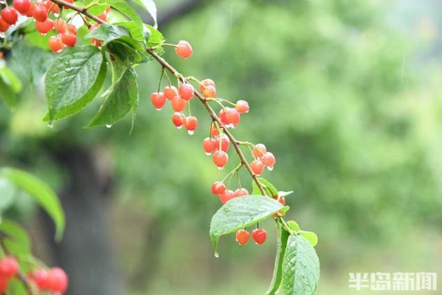 半岛新闻客户端 一树樱桃带雨红