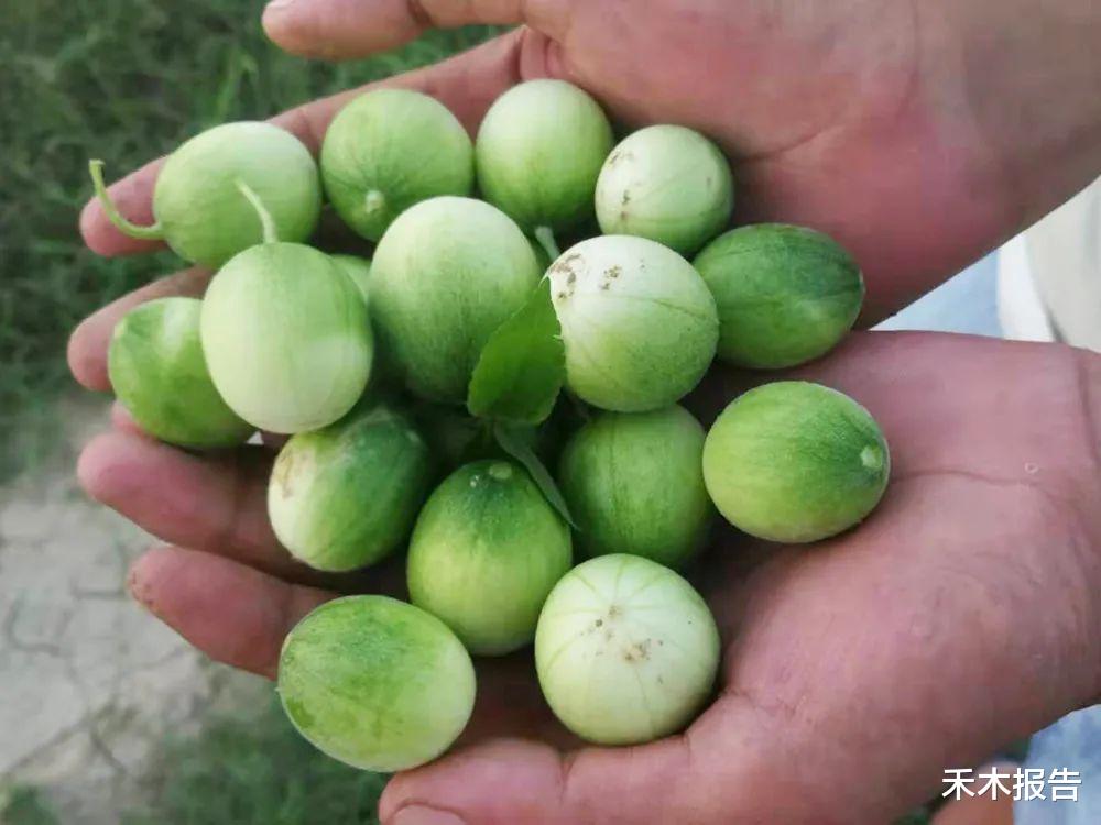 农作物 玉米地常见，过去老人说有毒不能吃，如今价值却很高，常用于榨油