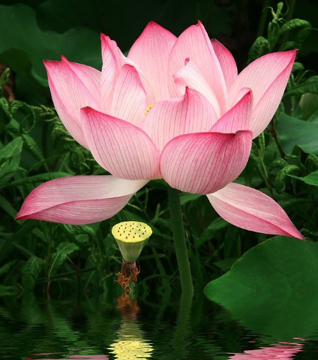 星临天下|8月中旬，4属相吉星加身，中大奖、发横财，开启美好生活
